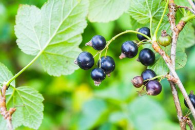 Yeşil Bush üzerinde büyüyen Siyah frenk üzümü