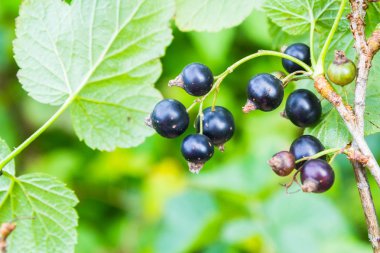 Yeşil Bush üzerinde büyüyen Siyah frenk üzümü