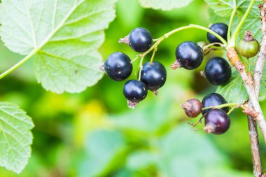 Yeşil Bush üzerinde büyüyen Siyah frenk üzümü