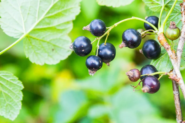 Yeşil Bush üzerinde büyüyen Siyah frenk üzümü