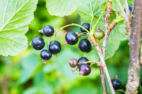 Yeşil Bush üzerinde büyüyen Siyah frenk üzümü