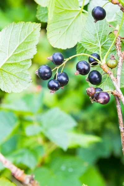 Yeşil Bush üzerinde büyüyen Siyah frenk üzümü