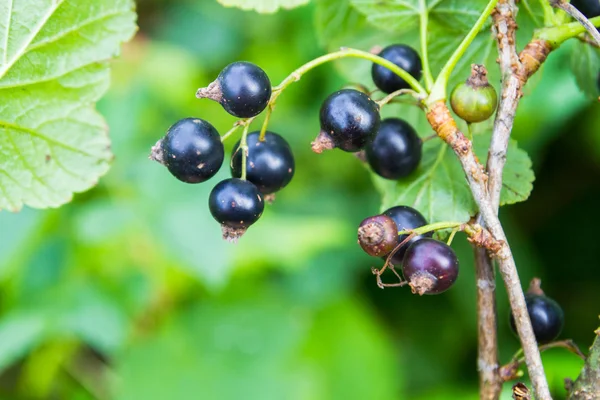 Svarta vinbär växer på en grön buske — Stockfoto