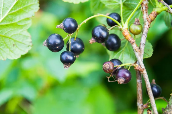 Grosella negra creciendo en un Bush verde — Foto de Stock