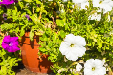 Yaz aylarında bir tencerede çiçekli petunyaların