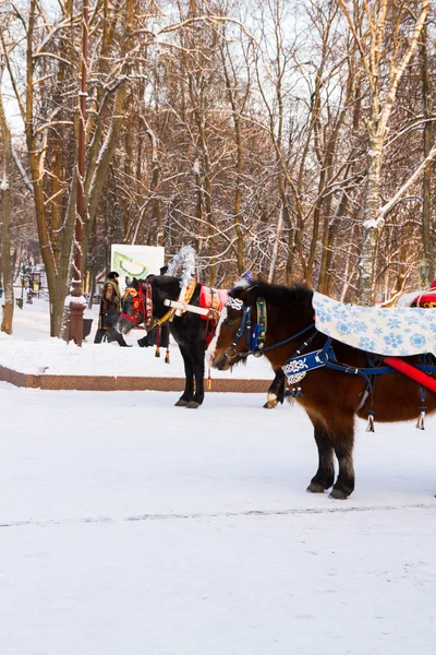 Chevaux traîneau tiré et chariot en hiver — Photo