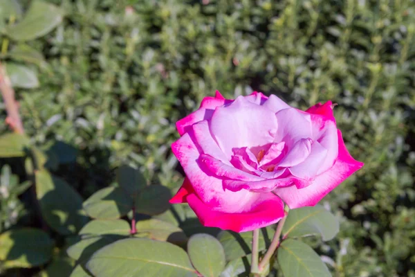 Fleurs vives poussant dans le jardin en été — Photo