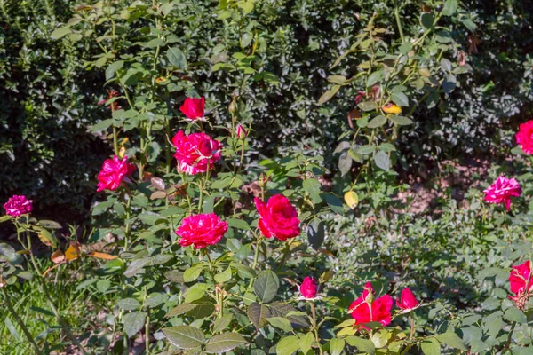 Flores brilhantes crescendo no jardim no verão — Fotografia de Stock