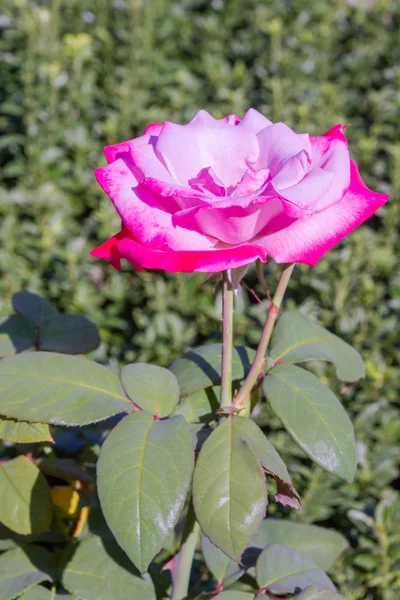 Fleurs vives poussant dans le jardin en été — Photo