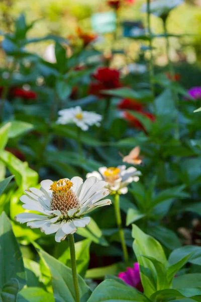 Fiori luminosi che crescono in giardino in estate — Foto Stock