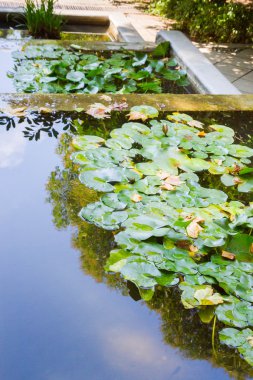 pembe nilüferler gölet