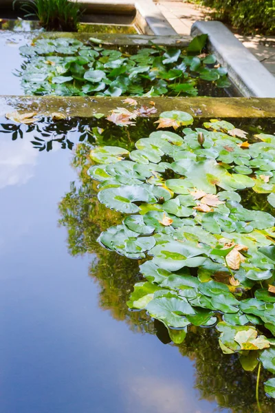 Rosa näckrosor i en damm — Stockfoto