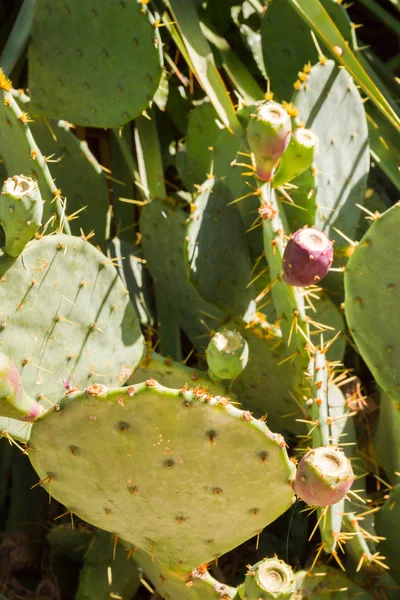 O cacto espinhoso cresce no jardim durante o verão — Fotografia de Stock