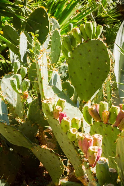 O cacto espinhoso cresce no jardim durante o verão — Fotografia de Stock