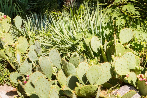 O cacto espinhoso cresce no jardim durante o verão — Fotografia de Stock