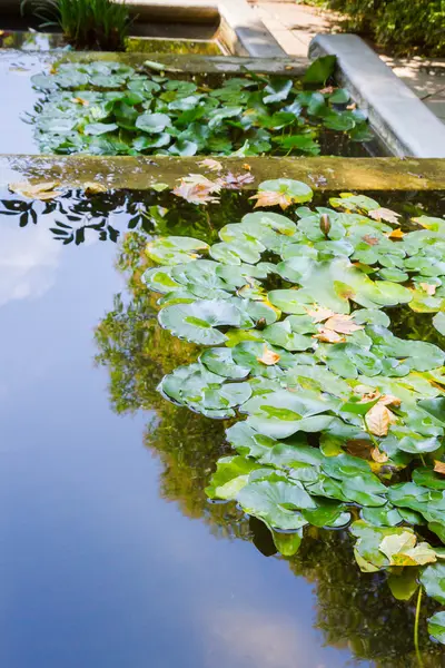 Růžový lekníny v rybníku — Stock fotografie