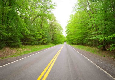 Düz dağ yolu yeşil orman