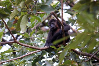 Uluyan maymun ağacı üzerinde