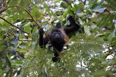 Uluyan maymun ağacı üzerinde