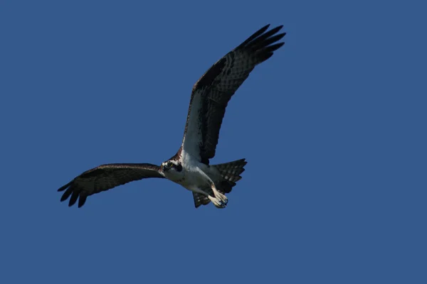 Flying Seahawk — Stock Photo, Image