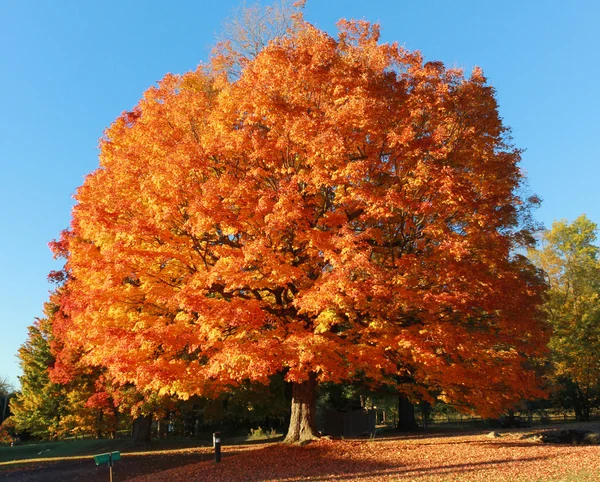 Orange tree against blue sky — Stock Photo, Image