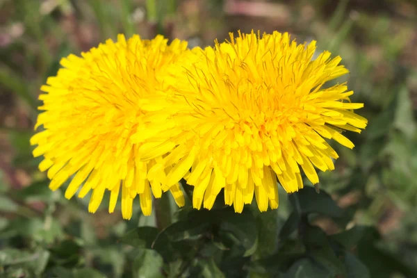 蒲公英黄色的花朵 — 图库照片