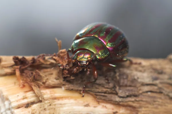 Rosemary beetle (Chrysolina americana) — Stock Photo, Image