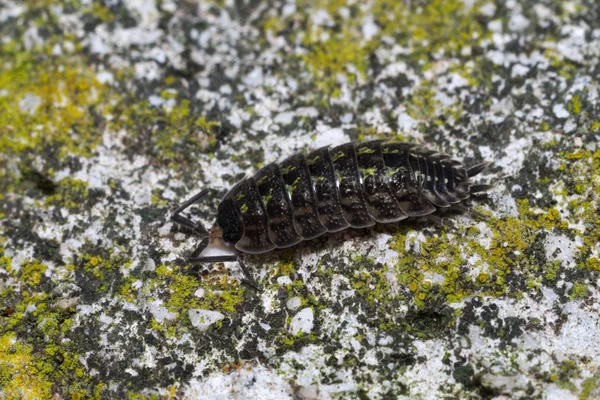 Piller-bug (Isopoda) Stockbild