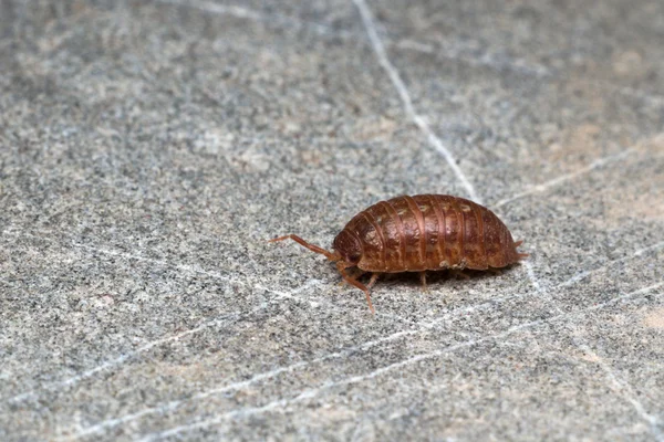 Piller-bug (Isopoda) Stockbild