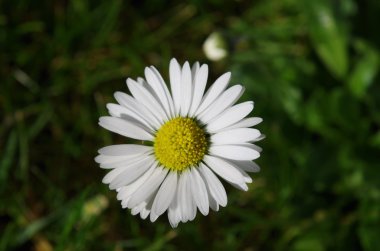 ortak papatya (Bellis lerdeki)