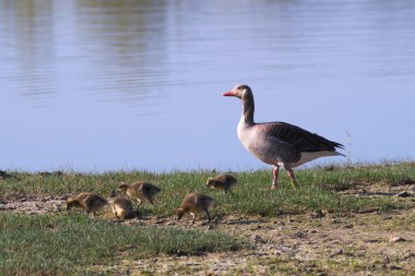 Boz kaz piliç Isola della Cona doğal rezerv (Friuli, İtalya sulak tarihi ile)