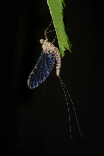 Mayfly on a leaf, macro photography with black background — Stock Photo, Image