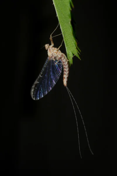 Mayfly em uma folha, macrofotografia com fundo preto — Fotografia de Stock