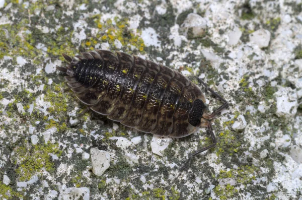 Pill-bug (Isopoda) wandering on a rock