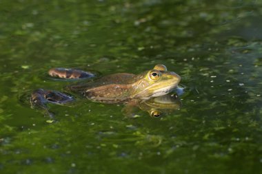 Yenilebilir veya ortak su kurbağa