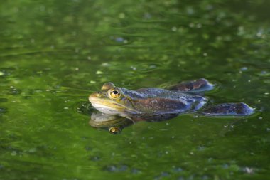 Yenilebilir veya ortak su kurbağa
