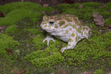 Avrupa ya da Mısır yeşil kurbağa (Bufotes viridis veya Bufo viridis)