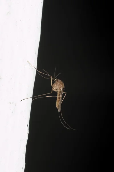 Mosquito de casa común (Culex pipiens ) — Foto de Stock