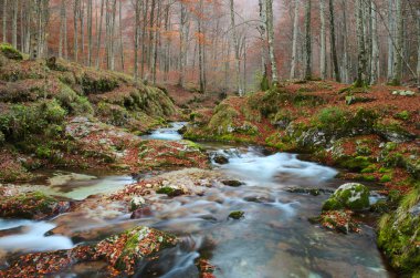 Şelaleler ve akışı içine İtalyanca Alps düşen bir dağ nehir ile sonbahar orman