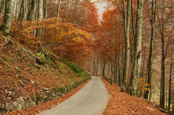 Paceful väg genom färgstarka hösten skogen i de italienska Alperna Stockfoto