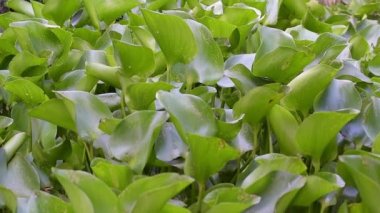 Su sümbül, bitki doğa su yavaş hareket Tayland