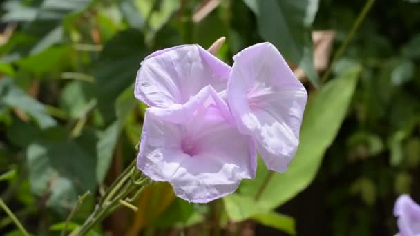 Manhã Glória flor natureza planta, tailândia — Vídeo de Stock