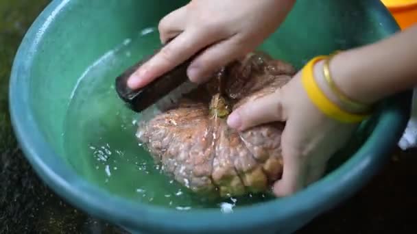 Lavare la zucca in acqua, natura, Thailandia — Video Stock