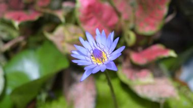 Mavi lotus ve arı, Tayland