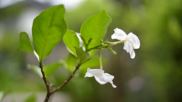 Жасминовый цветок в природе, Таиланд — стоковое видео