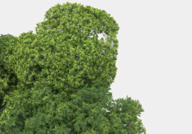 Gri arkaplanda orman manzarası izole edilmiş. 3d görüntüleme - illüstrasyon