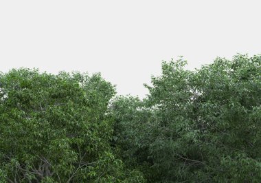 Gri arkaplanda orman manzarası izole edilmiş. 3d görüntüleme - illüstrasyon