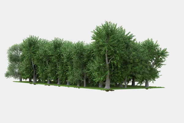 在灰色背景下孤立的森林场景 3D渲染 — 图库照片