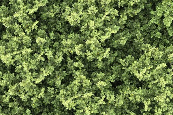 灰色の背景に隔離された森林のシーン 3Dレンダリング イラスト — ストック写真
