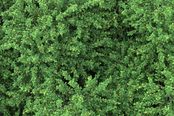 Bos Scène Geïsoleerd Grijze Achtergrond Weergave Illustratie — Stockfoto